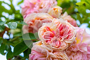 White glowing roses rosales  in bright sunshine photo