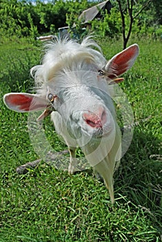 White goat