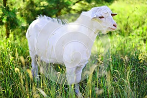 White goat