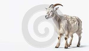 white Goat animal on isolated white background