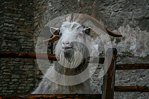 White goat on a background of a brick wall, curious goat behind a wooden fence , horns and beard animals , farm