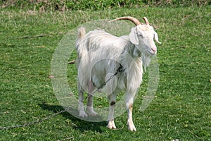 Biely koza 