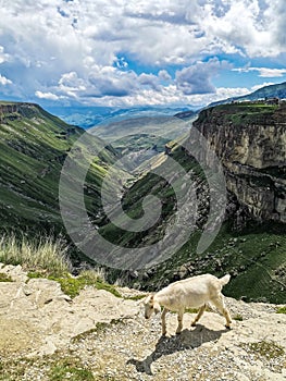 White goat on the background of the Khunzakh Valley, Khunzakh waterfalls, Dagestan 2021