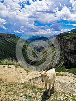 White goat on the background of the Khunzakh Valley, Khunzakh waterfalls, Dagestan 2021