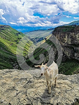 White goat on the background of the Khunzakh Valley, Khunzakh waterfalls, Dagestan 2021