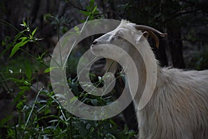 white goat breeds