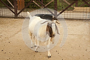 White goat with brown ears