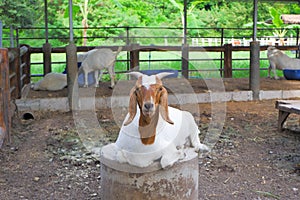 white goat with brown face It has pointed horns and long ears. resting