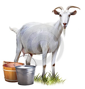 White goat with buckets full of milk.