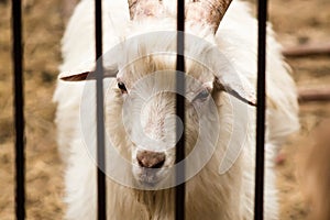 White goat in a cage in front vertical lattice close.