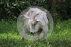 White goat (Capra aegagrus hircus) roaming in the grass