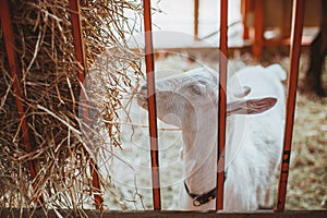 A white goat chews hay in a barn. Keeping animals on the farm. Contact zoo