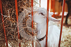 A white goat chews hay in a barn. Keeping animals on the farm. Contact zoo