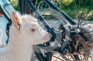 White goat children inspecting a bicycle in a village on the road