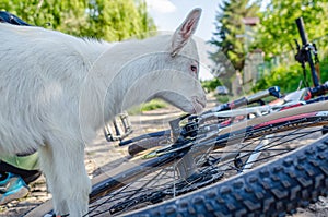 White goat children inspecting a bicycle in a village on the road
