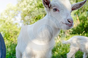 White goat children inspecting a bicycle in a village on the road