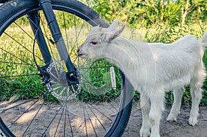 White goat children inspecting a bicycle in a village on the road