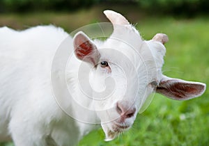 White goat, close up