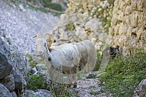 A white goat with distinctive horns grazes along a stone pathway on the rugged slopes near Kotor, encapsulating the pastoral charm