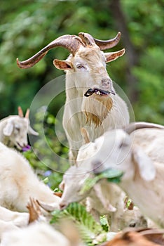 White Goat eating a Cabbage leaf.
