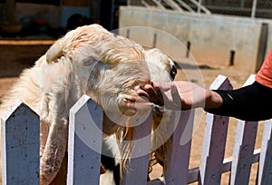 White goat eating from human hand on the farm Animal concept