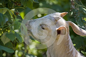 White goat eats leaves on a branch, funny head, close-up