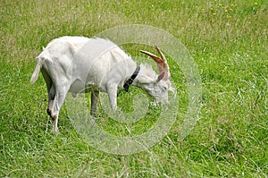 White goat and farm
