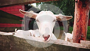 White goat in farm