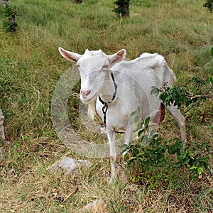 A white goat on a farm in Croatia