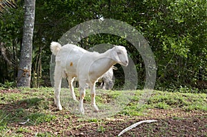 White goat in field
