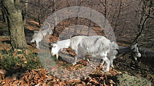 White Goat Forest