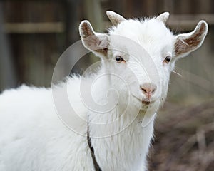 White goat friendly smile