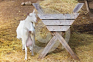 White goat with full udders eating hay, rear view. pet on the farm. small ruminants.