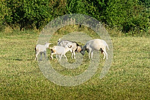 White goat with goats graze on green meadow. Summer sunny day.
