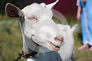 White goat in the grass
