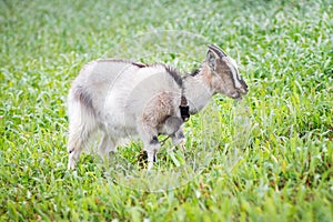 White goat graze on green fresh grass_