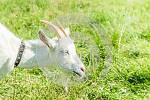 White goat graze on the meadow
