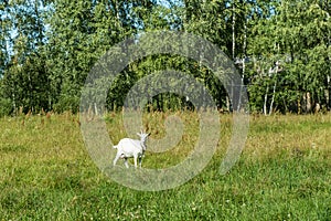 White goat graze on the meadow.