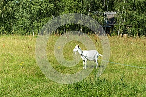 White goat graze on the meadow.