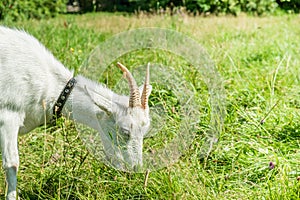 White goat graze on the meadow.