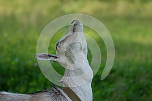 White goat grazed on a green meadow