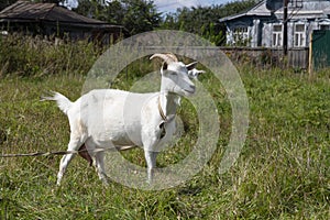 White goat is grazed on a meadow