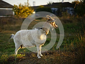 White goat grazes in a rural garden at sunset