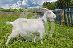 White goat grazing