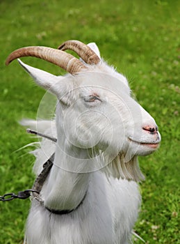 White goat grazing close-up