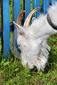 White goat grazing close-up