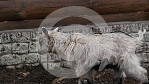 White goat grazing in contact zoo. artiodactyls on a farm. 4K