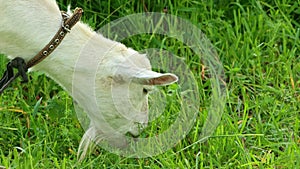 A white goat grazing on the field and eating grass