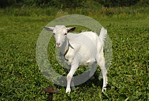 White goat grazing on green grass