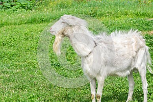 White goat grazing in green meadow